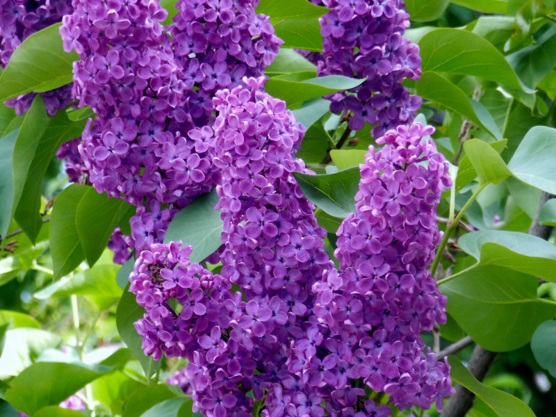 Кустарниковая сирень