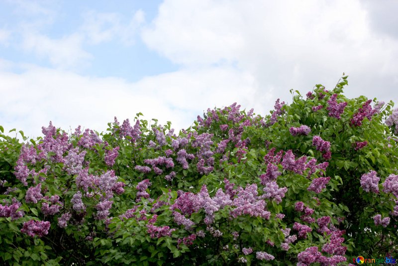 Сирень кустарник весной