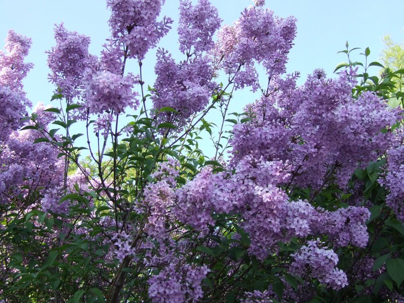 Кустарниковая сирень