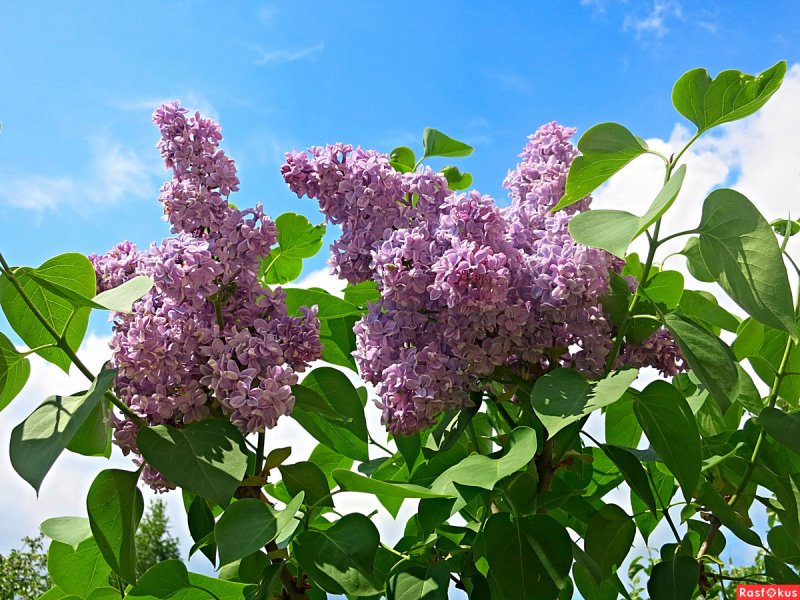 Сирень кусты сирень