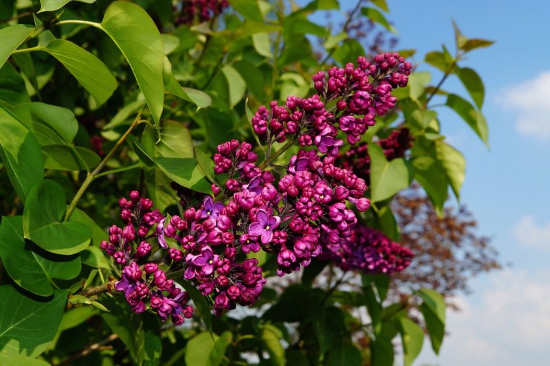 Syringa pinnatifolia