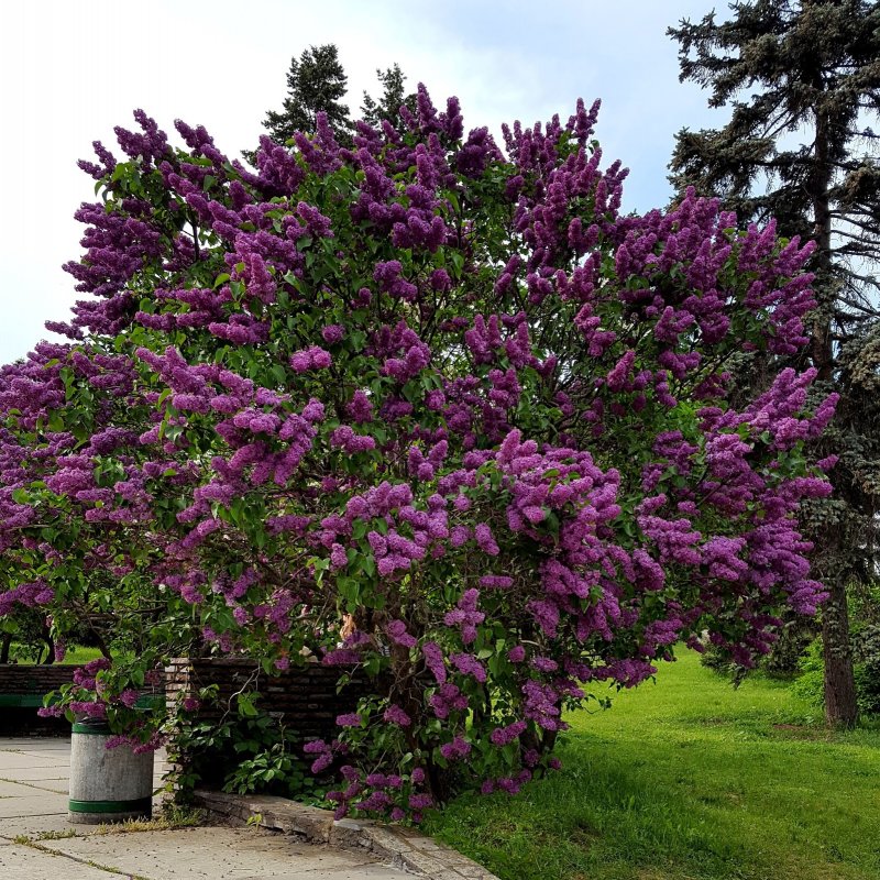 Кустарниковая сирень