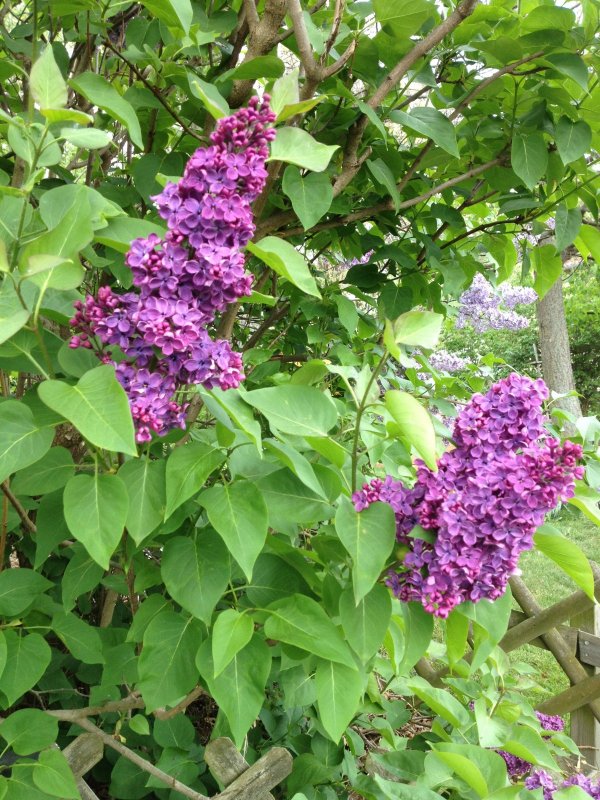 Сирень Звегинцова (Syringa