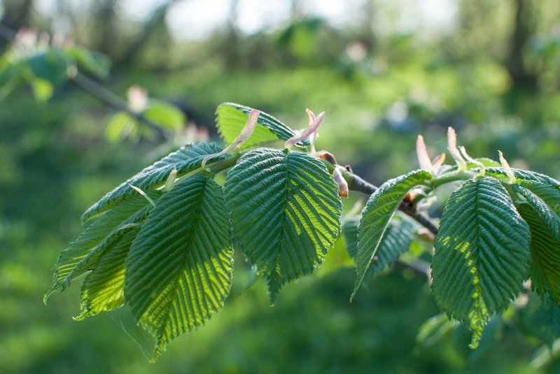 Вяз обыкновенный Ulmus laevis