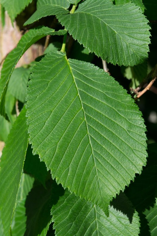 Вяз обыкновенный Ulmus laevis