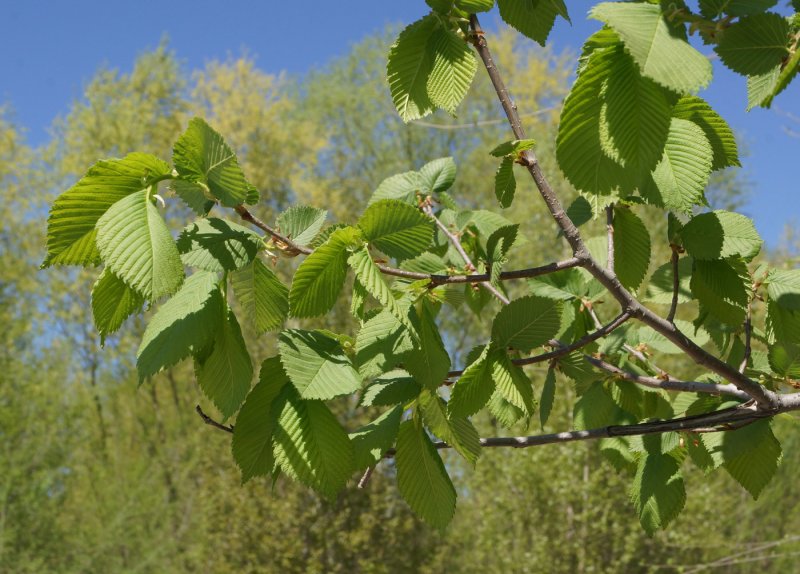 Вяз малый (Ulmus Minor)