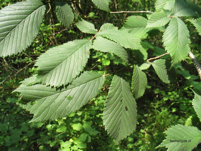 Elm Tree Leaf