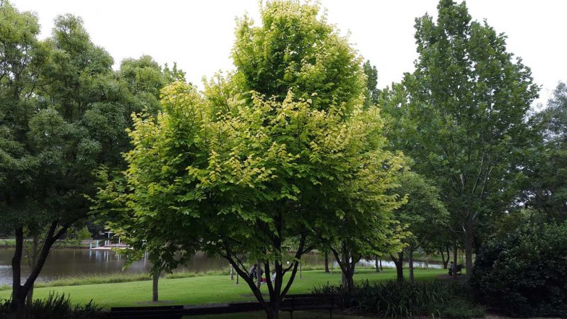 Ulmus laevis