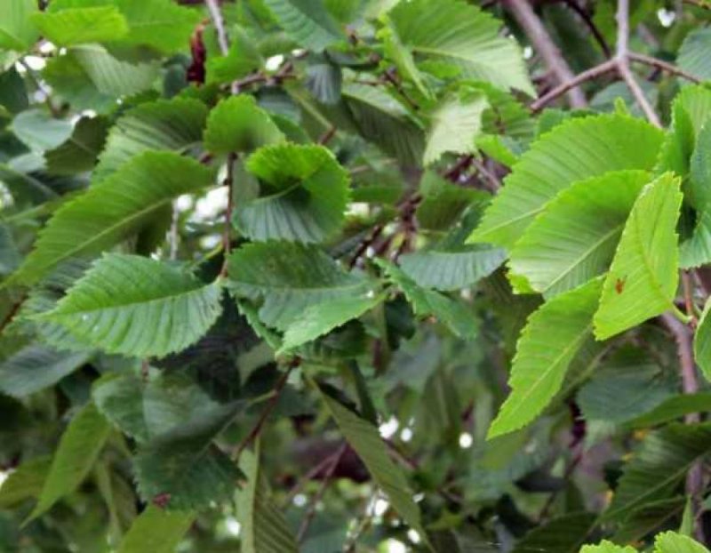 Вяз гладкий (Ulmus laevis)