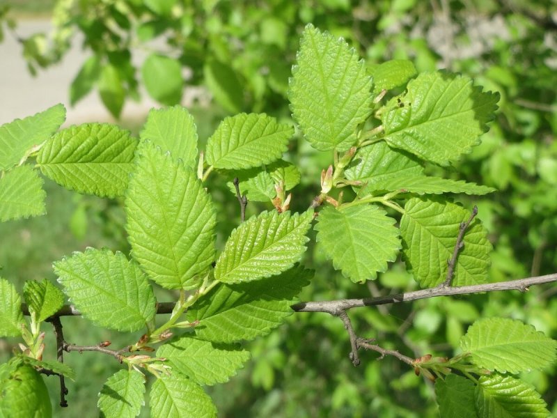 Вяз обыкновенный, гладкий (Ulmus laevis)