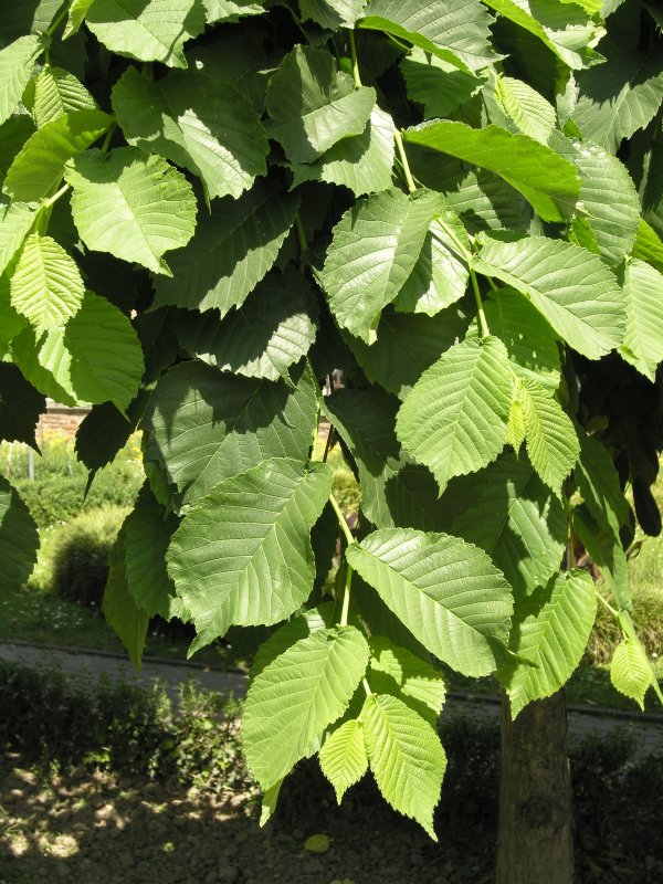 Вяз гладкий Ulmus laevis Pall