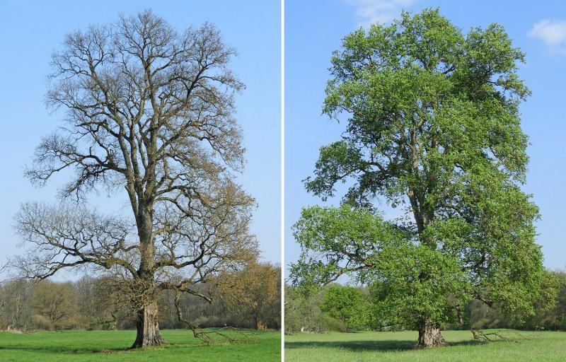 Вяз обыкновенный Ulmus laevis
