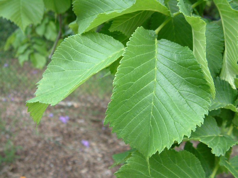 Вяз гладкий (Ulmus laevis)