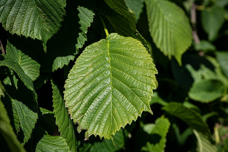 Вяз шершавый (Ulmus glabra)