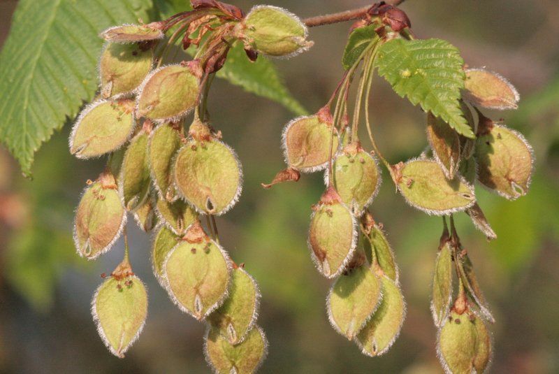 Вяз граболистный (Ulmus suberosa)