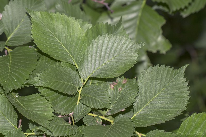 Вяз приземистый Ulmus pumila