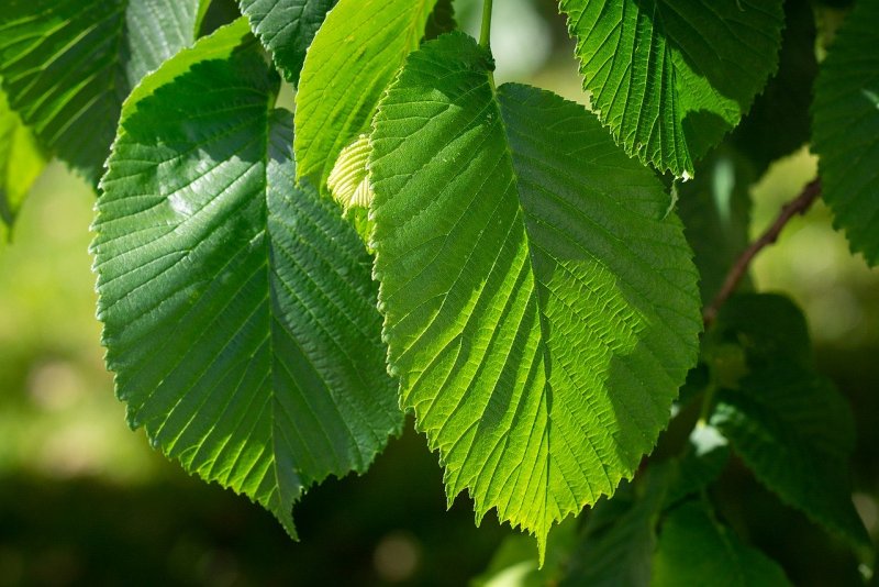Вяз граболистный (Ulmus suberosa)