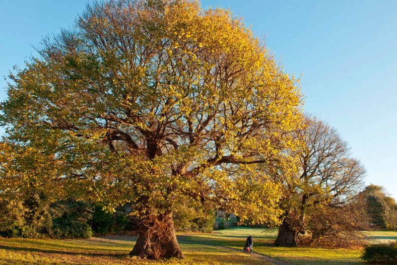 Вяз эллиптический Ulmus elliptica