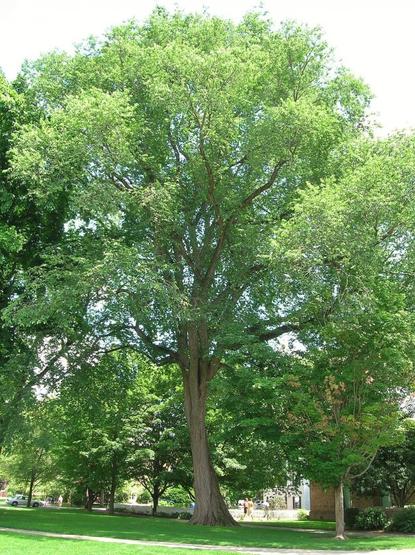 Ulmus Minor ‘webbiana’