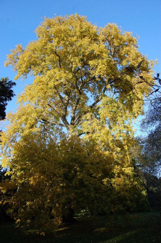 Вяз гладкий (Ulmus laevis)