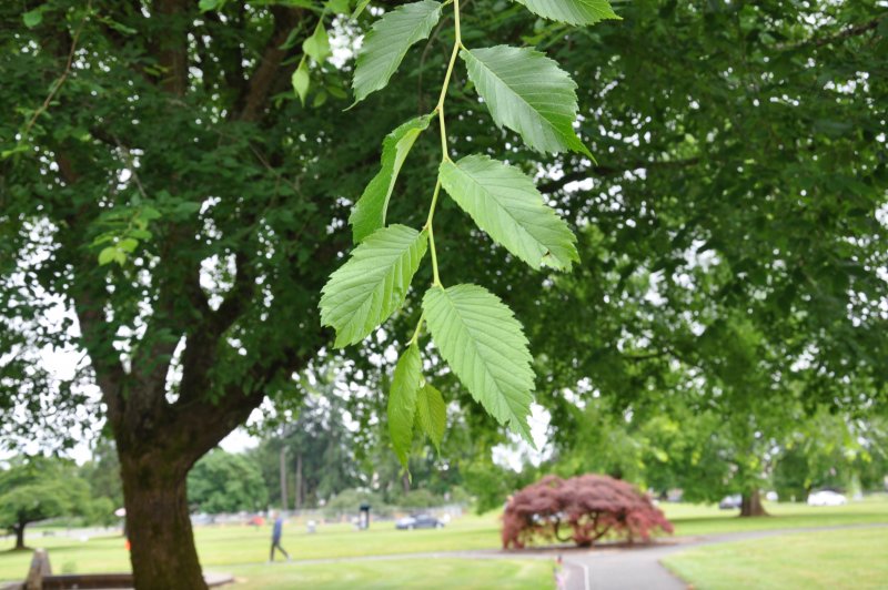 Вяз приземистый Ulmus pumila