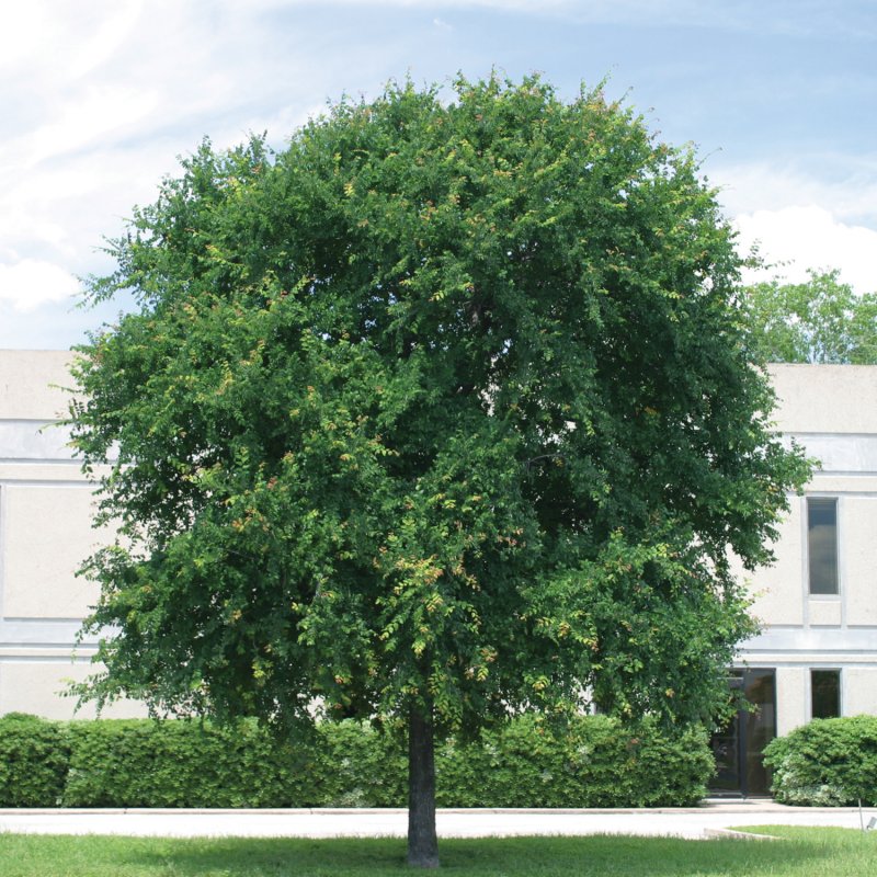 Вяз обыкновенный Ulmus laevis