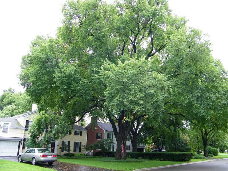 Ulmus laevis Pall.
