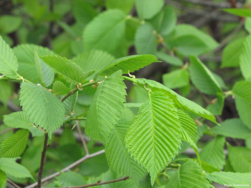 Вяз шершавый (Ulmus glabra)