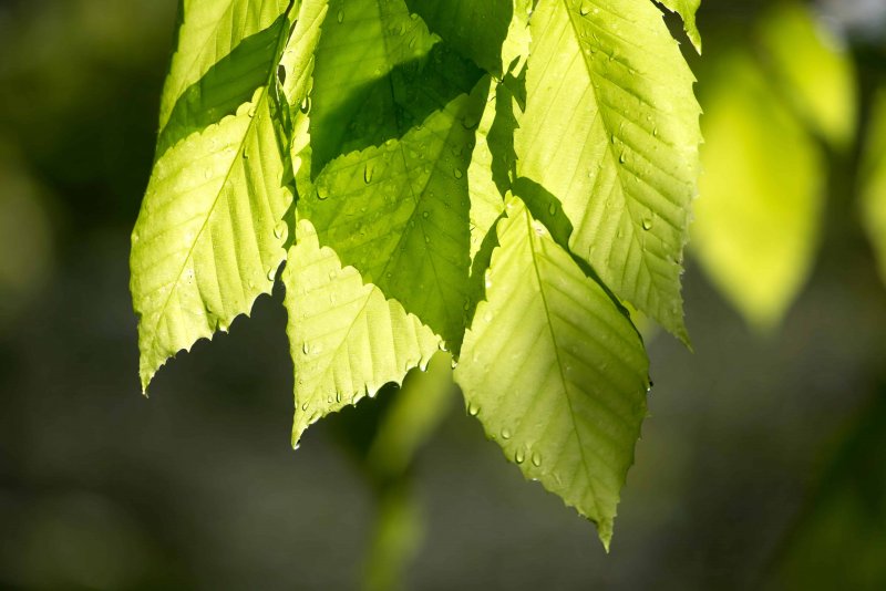 Ulmus glabra pyramidalis