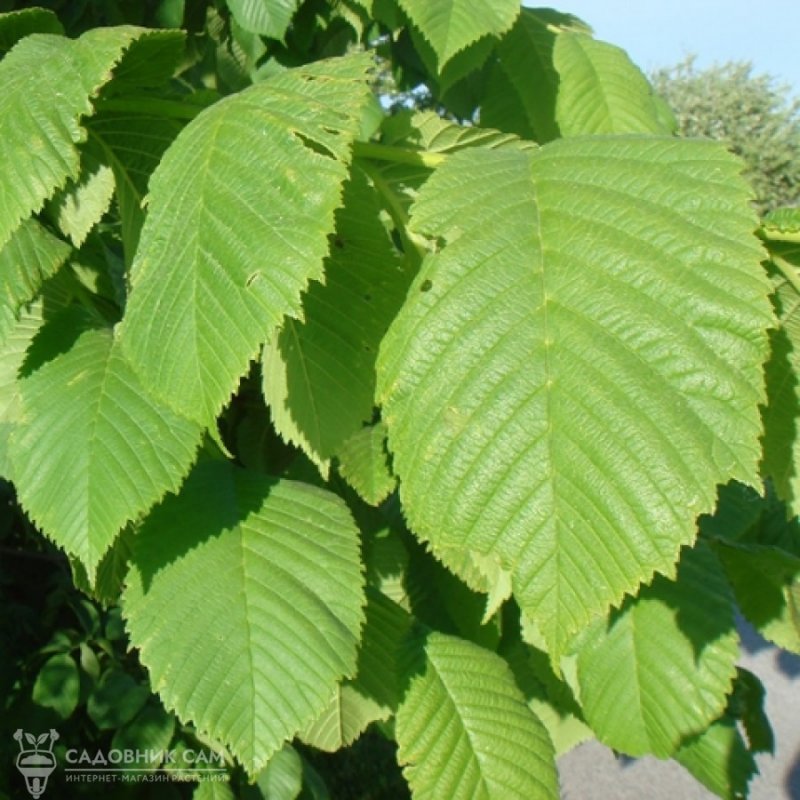 Вяз американский (Ulmus Americana