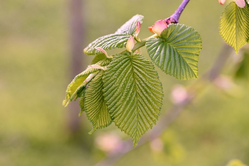 Вяз Ulmus
