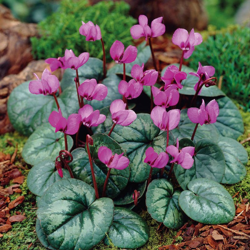 Coum цикламен (Cyclamen)