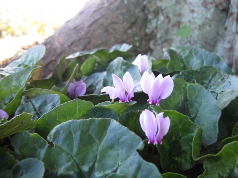 Coum цикламен (Cyclamen)