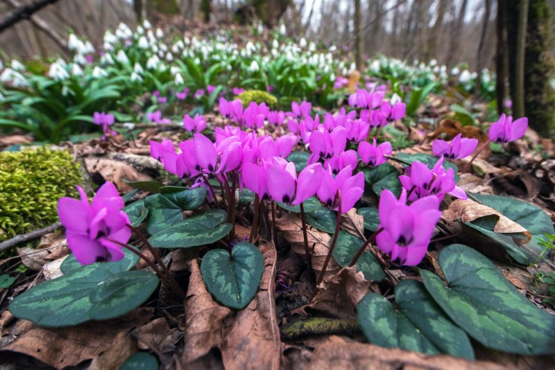 Cyclamen PURPURASCENS
