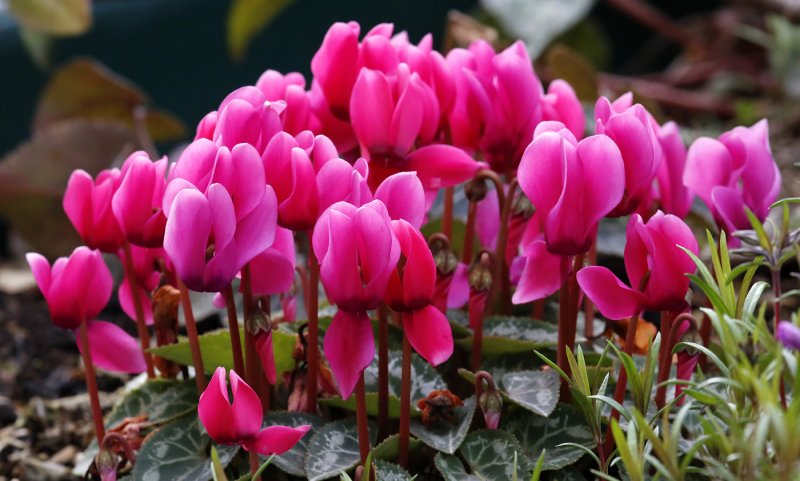 Colchicum цикламен