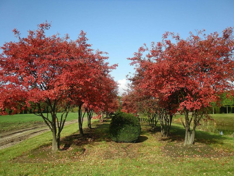 Ирга канадская (Amelanchier canadensis)