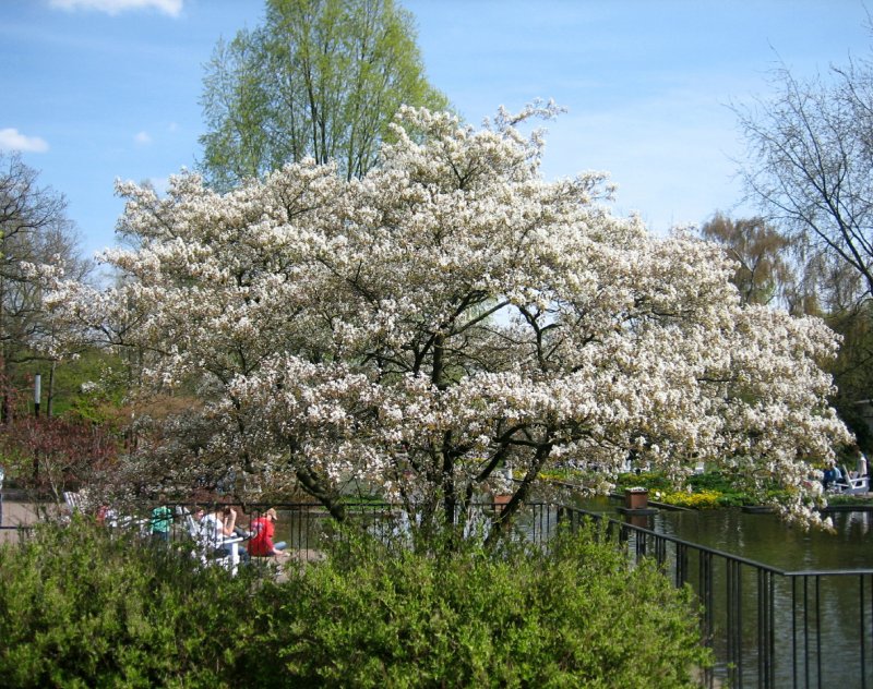 Ирга Ламарка (Amelanchier lamarckii)