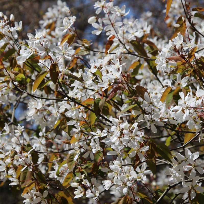 Ирга Ламарка (Amelanchier lamarckii)