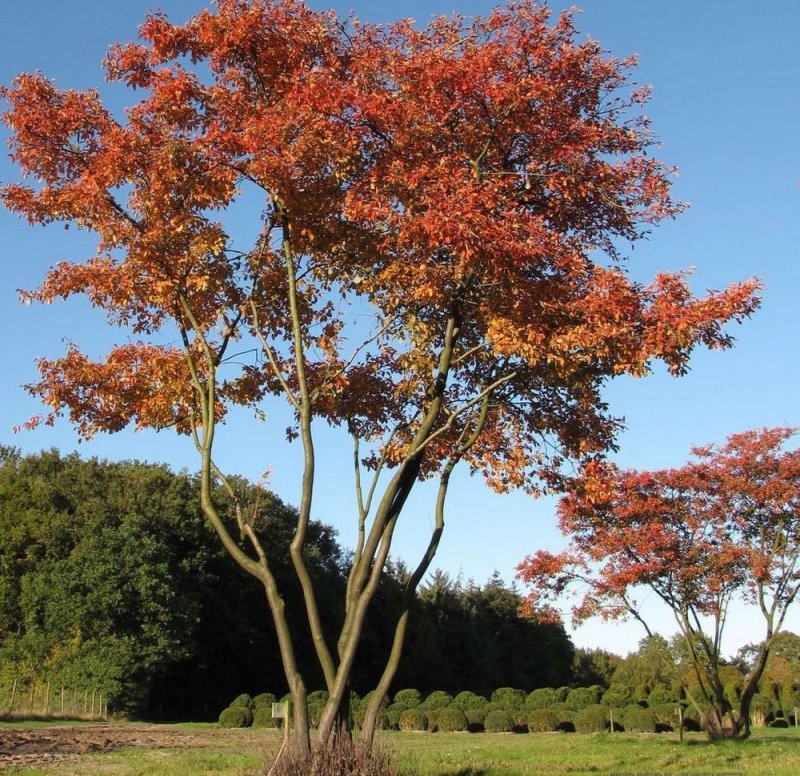 Ирга Ламарка (Amelanchier lamarckii)