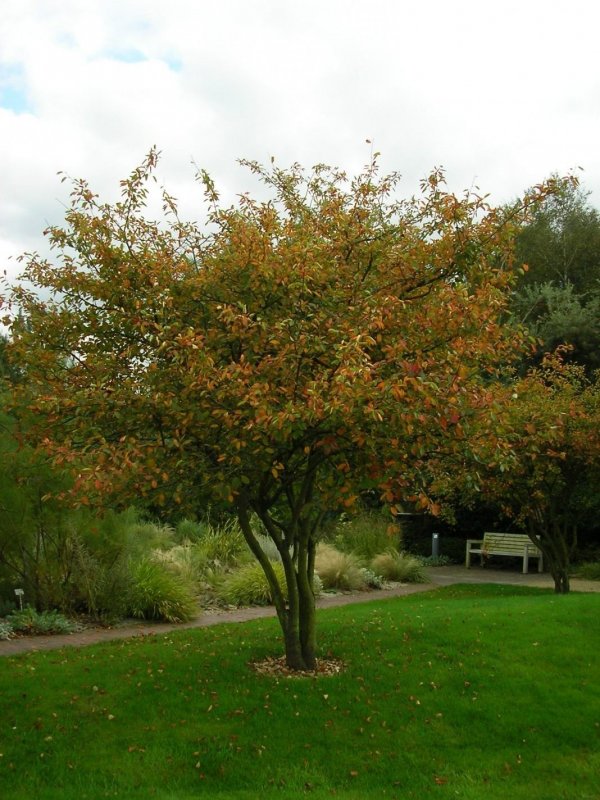 Ирга канадская (Amelanchier canadensis)