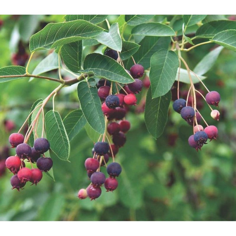Ирга Ламарка (Amelanchier lamarckii)