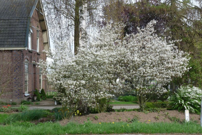 Amelanchier lamarckii ирга канадская
