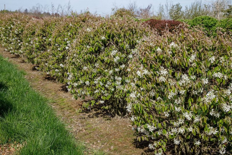 Ирга Ламарка (Amelanchier lamarckii)