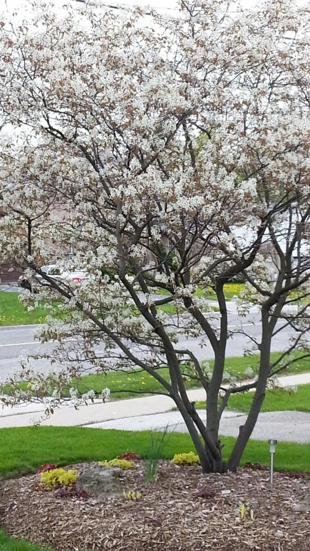 Ирга Ламарка (Amelanchier lamarckii)