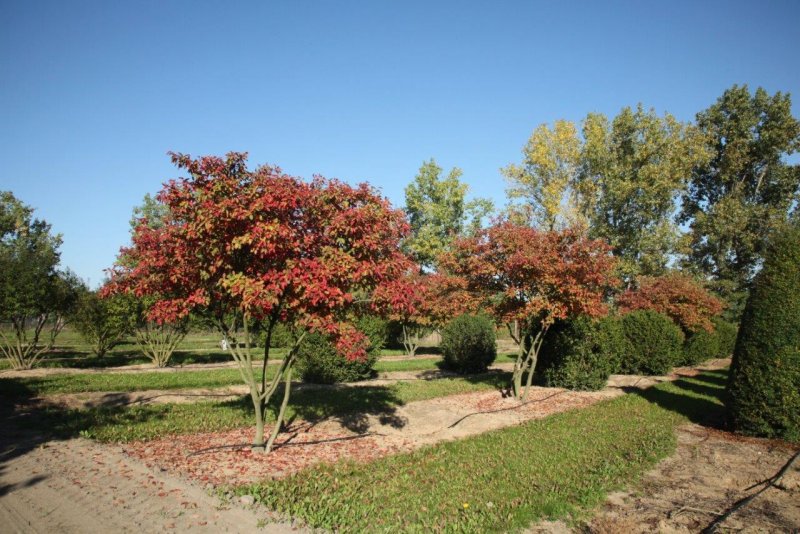 Ирга канадская (Amelanchier canadensis)