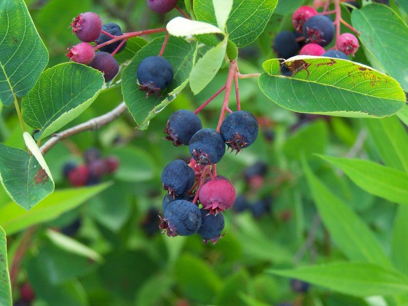 Ирга Ламарка (Amelanchier lamarckii)