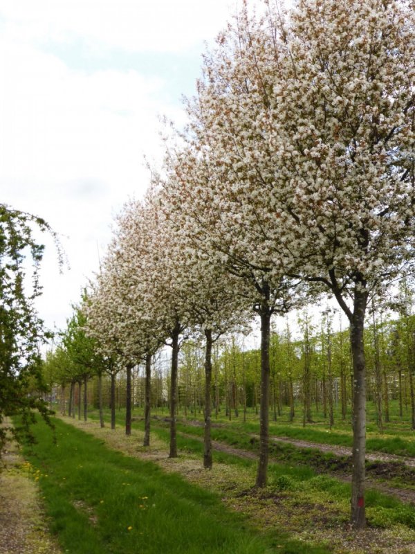 Amelanchier lamarckii