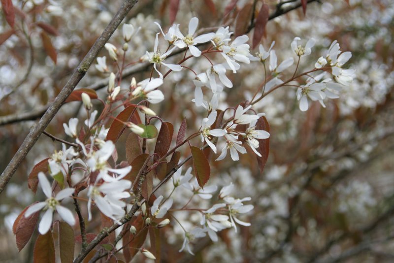 Ирга канадская (Amelanchier canadensis)