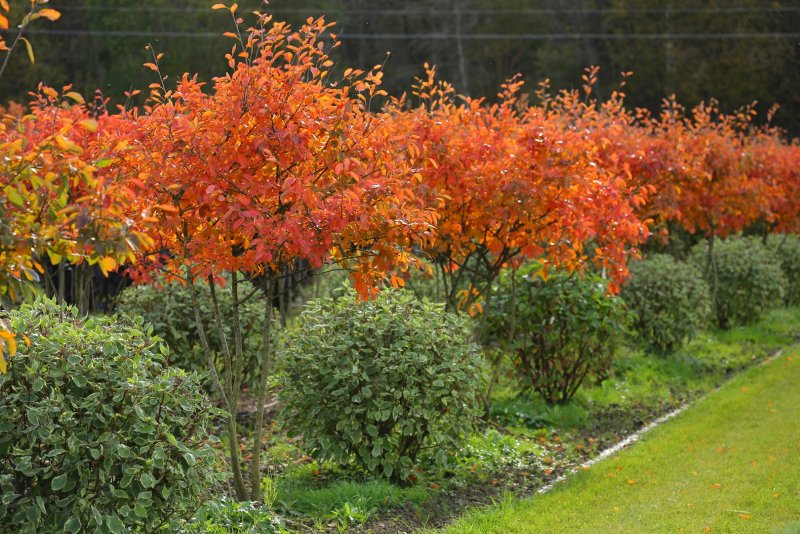 Ирга Ламарка (Amelanchier lamarckii)