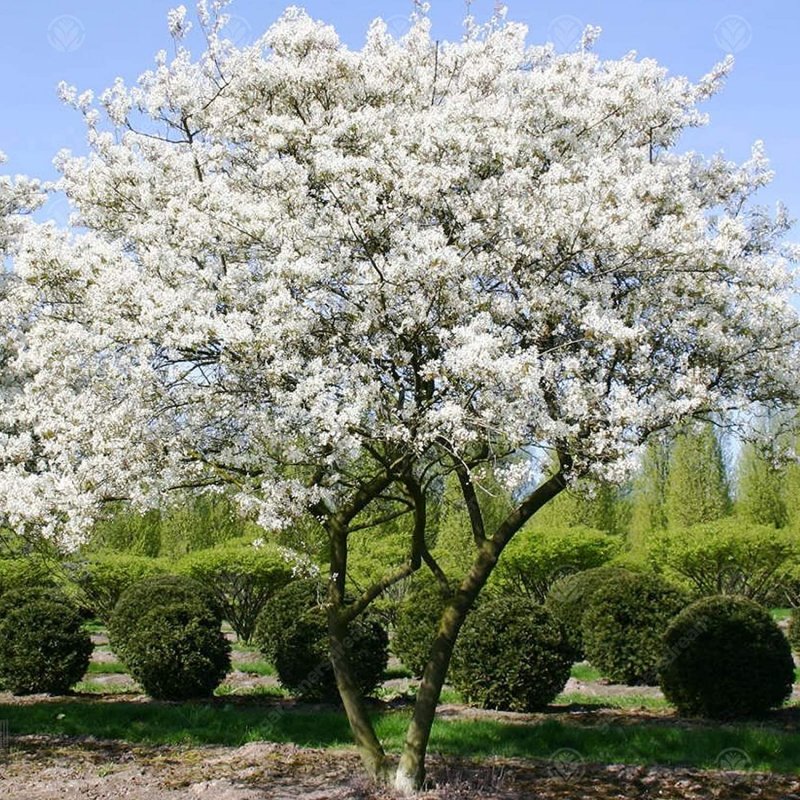 Amelanchier lamarckii ирга канадская
